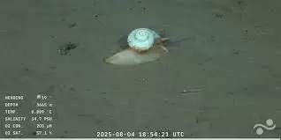 conicet nuevas especies