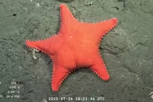 El Conicet comienza una nueva exploracin: dnde ser y cmo verla en vivo