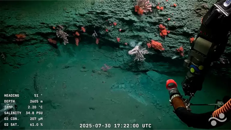 conicet nuevas especies