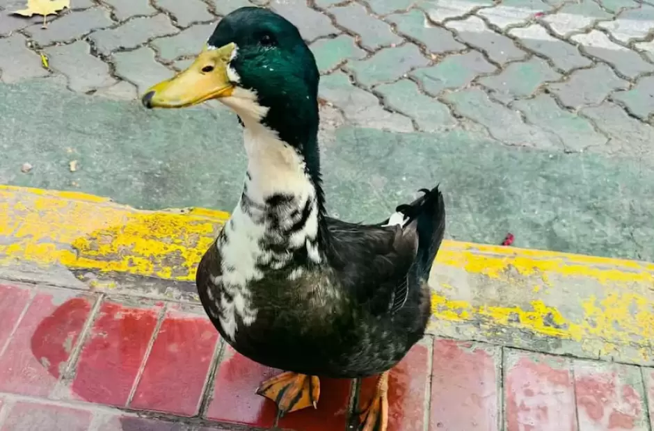 Juan, el pato de la polmica