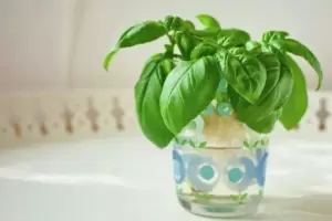 El truco de la abuela para conservar la albahaca fresca durante semanas