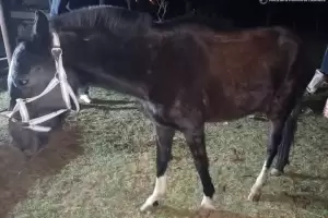 Secuestran una yegua suelta en la ruta provincial 141 para garantizar la seguridad vial