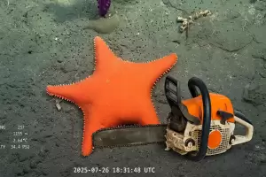 Mientras el streaming del CONICET cautiva, advierten recorte presupuestario del 46,4%