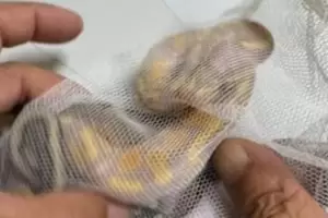 Tremendo: Quiso subirse a un avin con tres pitones escondidas en sus partes ntimas