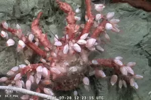 Termin el streaming del CONICET:  super los 80.000 espectadores