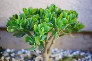 El ritual con el rbol de jade que te llenar de dinero