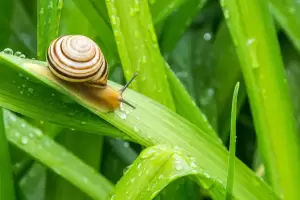 El truco casero para sacar los caracoles de casa usando un trapo hmedo