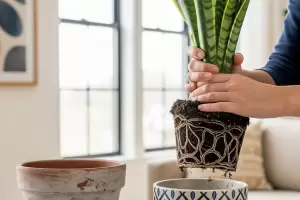 Cundo y cmo trasplantar la lengua de suegra para que crezca fuerte y sana?