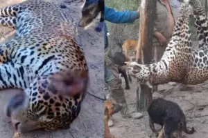 Van presos por matar un yaguaret: las claves de un fallo sin precedente