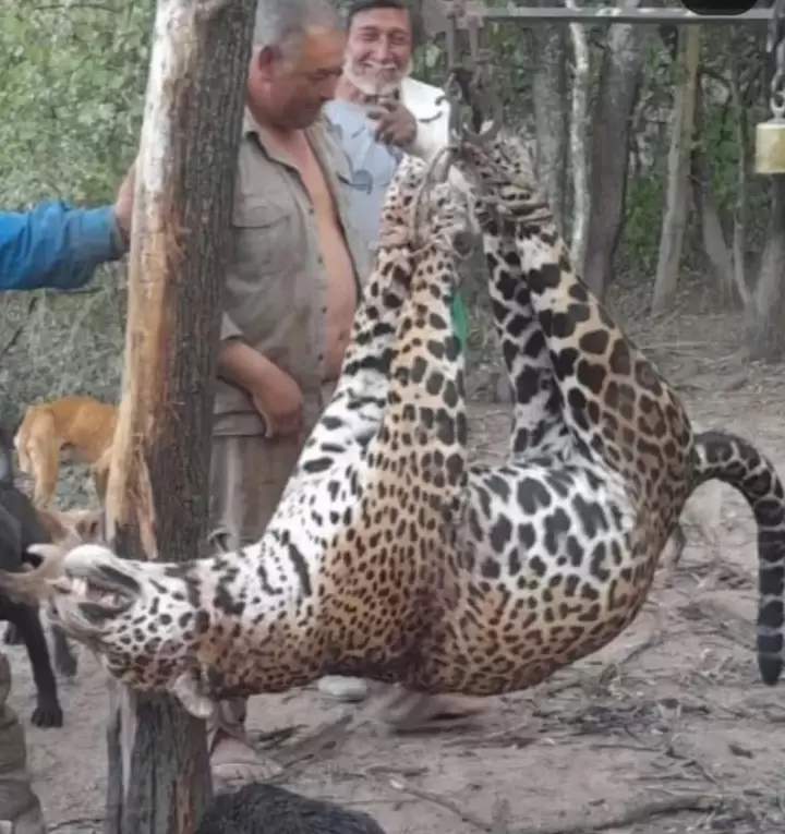 yaguaret� formoso condenados fallo