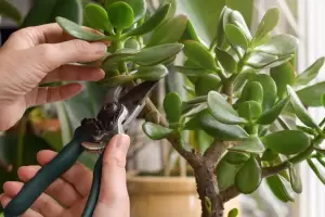 Cmo cuidar un rbol de jade segn los jardineros?