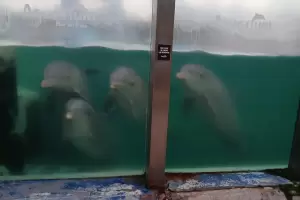 Indignante: delfines y lobos marinos abandonados en el ex Aquarium marplatense