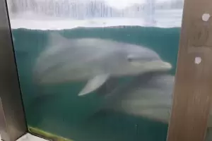 Delfines del ex Aquarium: por las denuncias de abandono habl la empresa