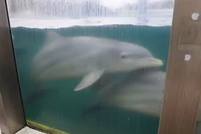 delfines ex aquarium