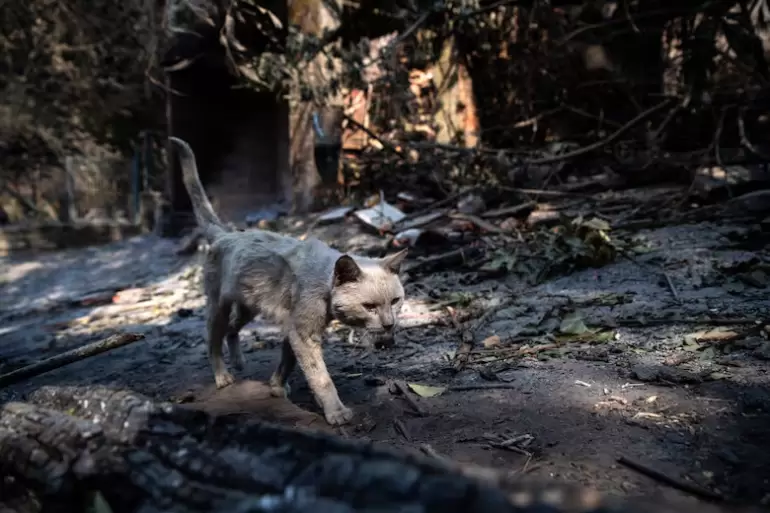 espa�a calor e incendios