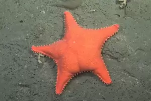 Cientfica del CONICET explic por qu capturan animales y cundo es el prximo streaming