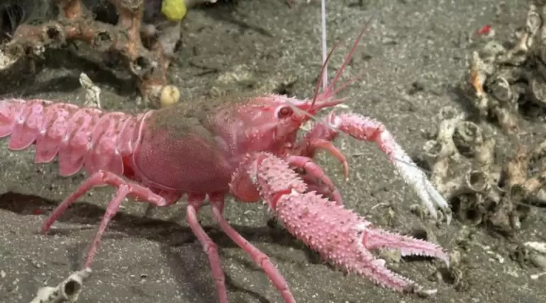 conicet especies streming