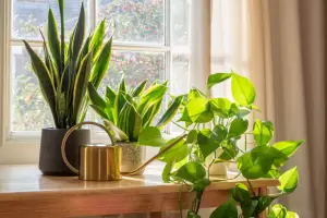 Cul es la planta que hay que tener en casa para atraer el dinero, segn el Feng Shui