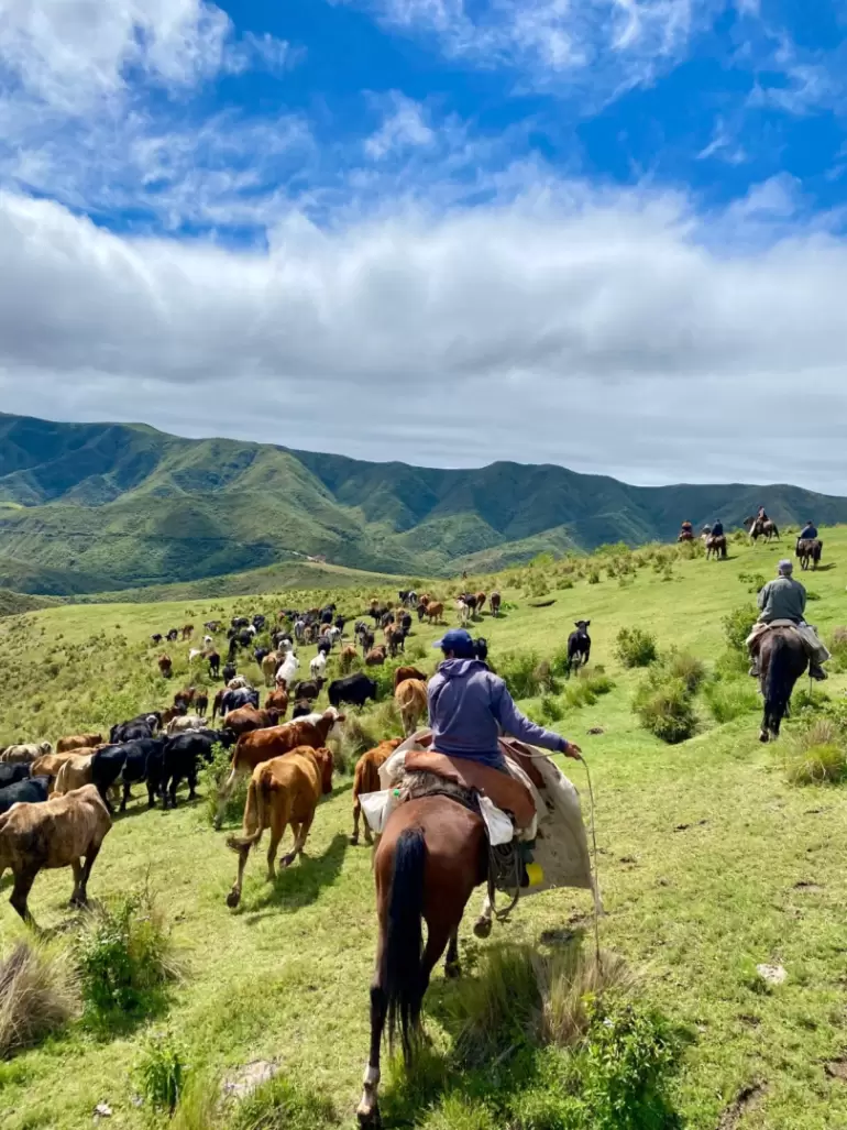 ganaderia catamarca