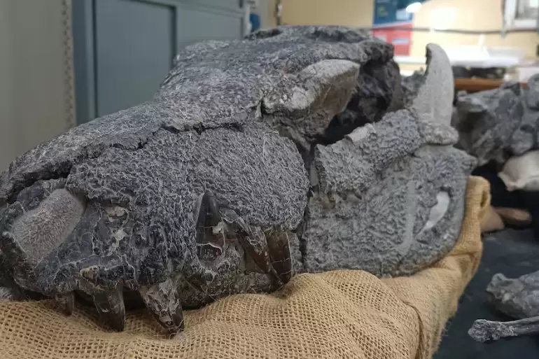 cocodrilo descubrimiento