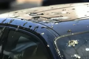 Adis al excremento de paloma en el auto: cmo limpiarlo con un simple ingrediente casero