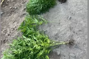 Incautan plantas de marihuana en Fray Mamerto Esqui