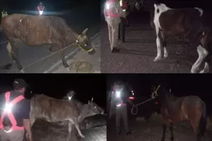 Secuestraron animales sueltos que atentaban contra la seguridad vial