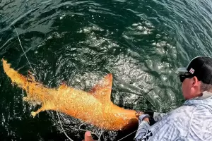 Sorpresa: un inusual tiburn naranja apareci en el Caribe