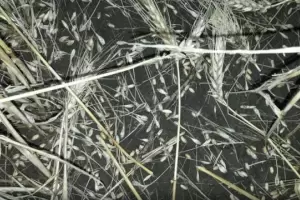 Temporal en el Este: el trigo result afectado segn evaluacin de Produccin