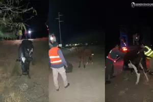 Contin�an los secuestros de animales sueltos en el interior