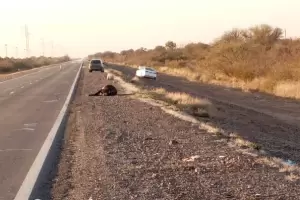 Otro grave siniestro vial en la Ruta 60 por animales sueltos