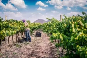 Catamarca impulsa su vitivinicultura con el Programa Federal