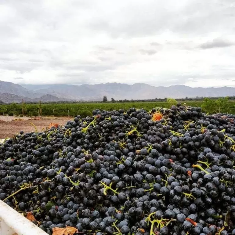 vitivinicultura catamarca
