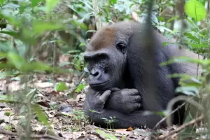 Chimpanc�s y cerveza: la curiosa teor�a que vincula nuestro gusto por el alcohol con los primates