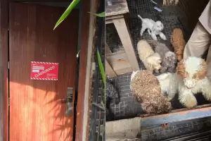 Maltrato animal: rescataron a 14 caniches hacinados de un criadero ilegal