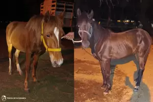 Una adolescente fue pateada por un caballo y debi� ser hospitalizada