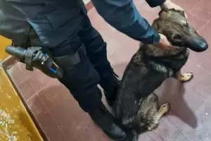 Encontraron a un perro pastor alem�n extraviado en pleno centro: buscan a su due�o