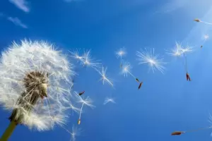 Mircoles soleado y... ventoso: as estar el clima