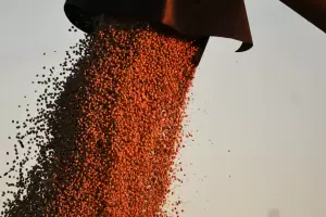 Enojo por el fin de las retenciones cero: ahora podrn liquidar granos a un mayor precio