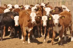 El Gobierno confirma retenciones cero para la carne hasta el 31 de octubre