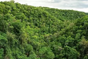 Presupuesto 2026: el Gobierno destina el financiamiento ms bajo en la historia para bosques nativos