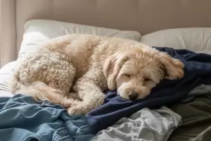 El truco casero con vinagre que elimina el olor a perro de forma natural en el hogar