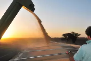 La cosecha apunta a un rcord histrico: proyectan 142,6 millones de toneladas