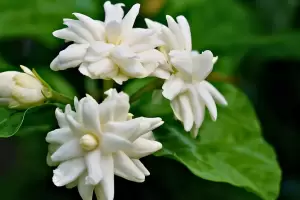 El truco de jardinero para podar la planta de jazmn y que estalle de flores en pocos das
