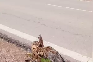 Rescatan a un halcn herido en Los Altos y lo trasladan para su recuperacin