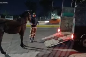 Secuestran una yegua suelta en pleno centro de Catamarca