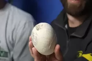 Increble: descubren el huevo de dinosaurio mejor conservado del mundo