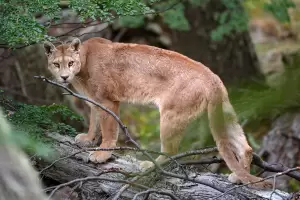 Buena noticia: trasladarn dos pumas de Catamarca a una reserva rionegrina