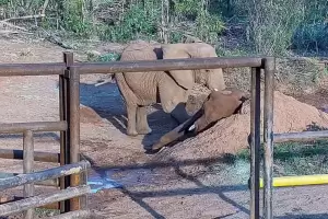 Muri� Pupy, la elefanta que hab�a sido trasladada a Brasil