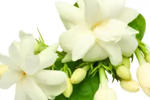 El truco para mantener el jazm�n fresco y perfumado por m�s d�as en los hogares catamarque�os